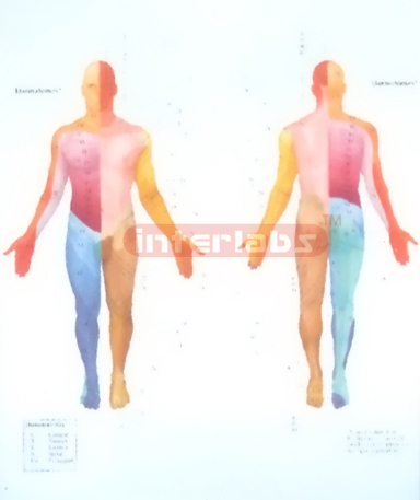 AREAS OF PERIPHERAL NERVE INNERVATION MODEL